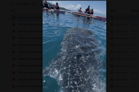 Boracay Whale Shark Watching, ATV, and Zipline with Transfer