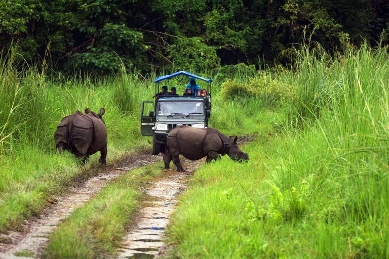 From Kathmandu/Pokhara: Chitwan Jungle Safari 2/3/4-Day Tour From Kathmandu/Pokhara: Chitwan Jungle Safari 4-Day Tour