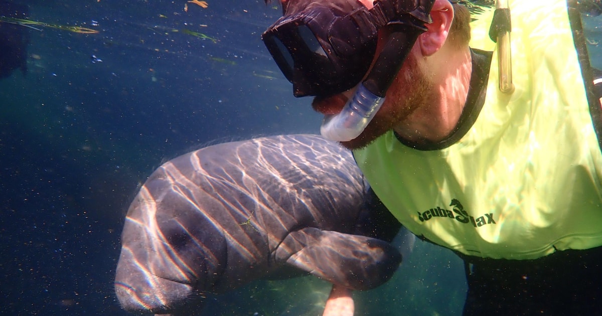 Crystal River: Manatee Swim Small Group, VIP or Private Tour | GetYourGuide