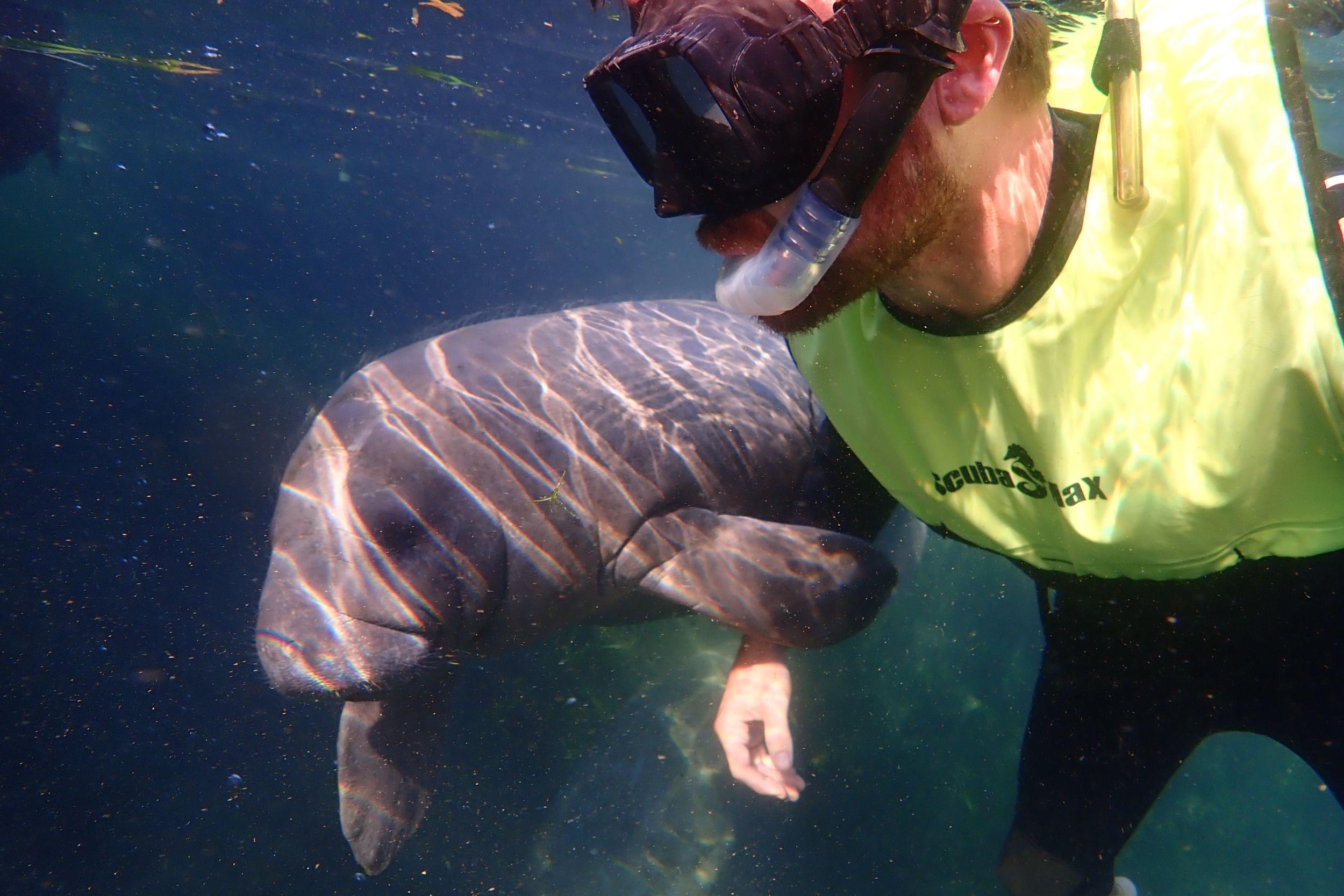 Crystal River: Schwimm mit Seekühen – Kleingruppen-, VIP- oder private Tour