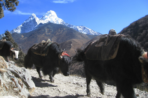 Ein Blick auf den Mount Everest - 7 Tage Trekking von Kathmandu aus