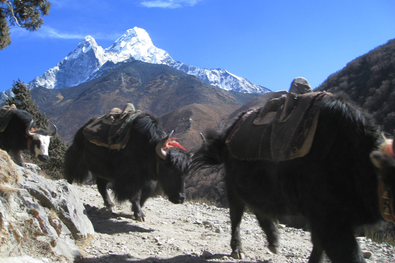 Ein Blick auf den Mount Everest - 7 Tage Trekking von Kathmandu aus