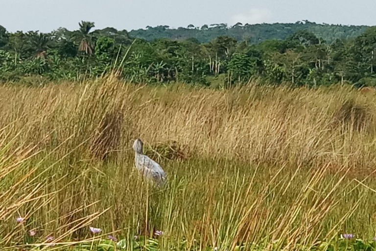 From Kampala: Mabamba Swamp Birding Half-Day Tour From Kampala: Mabamba Swamp Birding Day Tour
