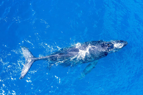 Winona Whale Watching Cruise - Maalaea Harbor