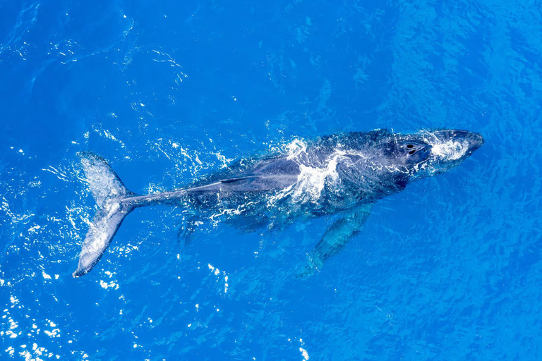 Winona Whale Watching Cruise - Maalaea Harbor