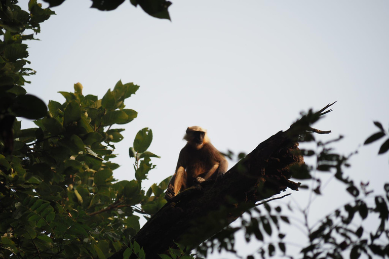 Chitwan National Park: Canoeing and Jungle Walk with Lunch