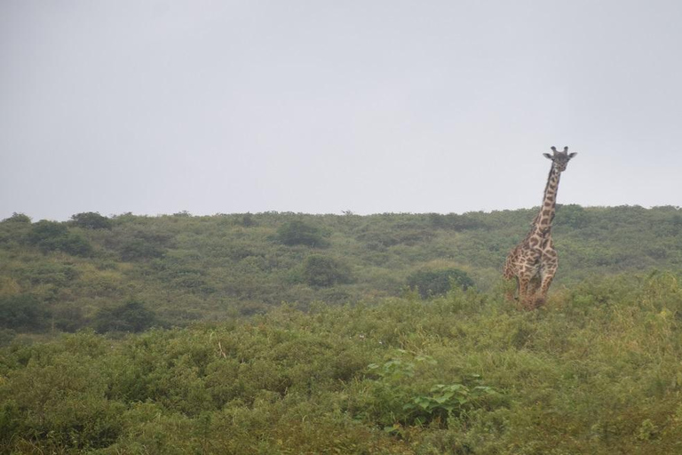 2-dniowe luksusowe safari do Tarangire i Lake Manyara National