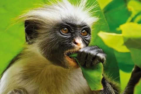 Zanzibar: Jozani forest, Sea tortoises & Mtende beach tour Private tour no Hotel pick and drop off included