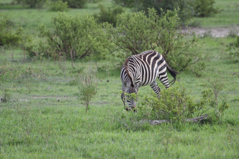 Safari till Amboseli med övernattning i grupp från Nairobi