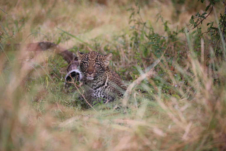 Demi-journée au parc national de Nairobi avec prise en charge gratuite