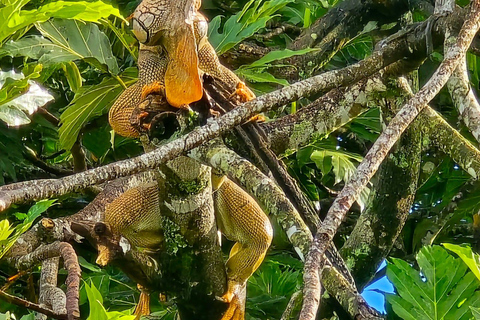 From SanJosé: 3-Day Tortuguero National Park Tour with Meals