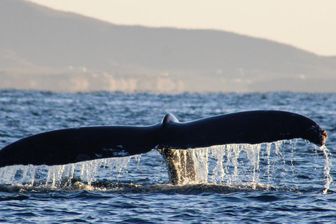 圣何塞卡波观鲸日出之旅