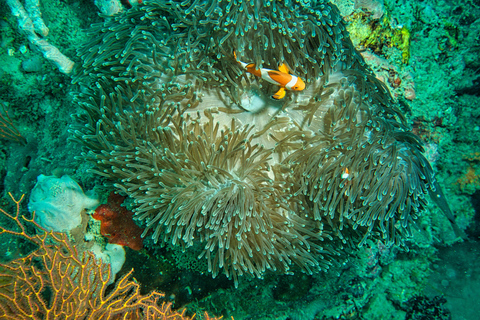 Mirissa: Night Snorkeling with Sea Turtles & Coral Reefs Night Snorkeling