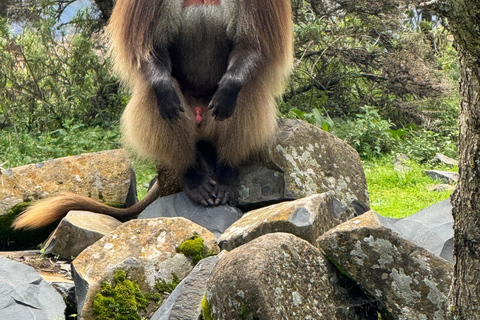 From Addis Ababa: 3-Day Ethiopia Highlights Adventure