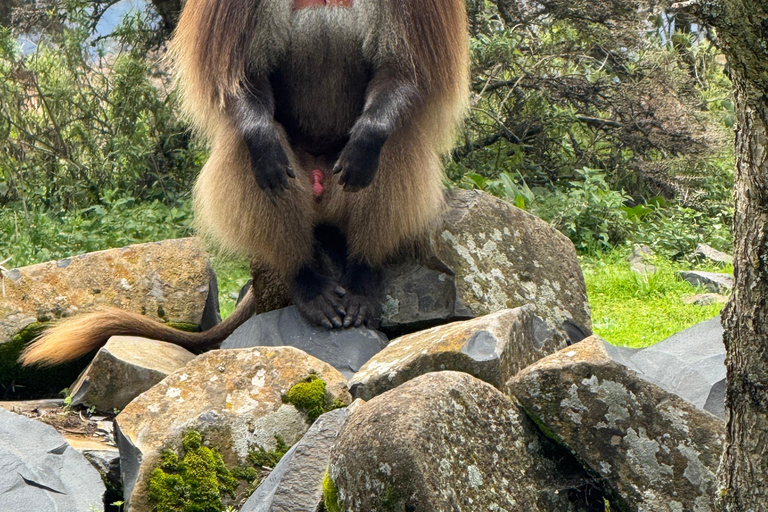 From Addis Ababa: 3-Day Ethiopia Highlights Adventure