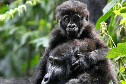 From Entebbe: 7-Day Uganda Safari with Gorilla Trekking