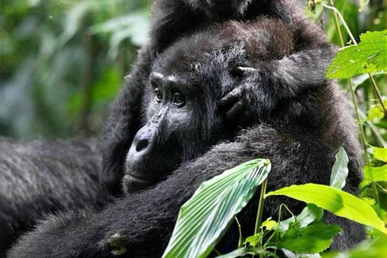From Entebbe: 7-Day Uganda Safari with Gorilla Trekking