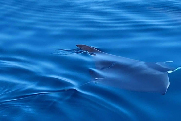 Syracuse: Snorkeling Excursions by Sailboat to Plemmirio Syracuse: Snorkeling Excursions by Sailboat at Plemmirio