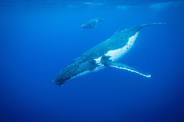 Whale Watching in Rio de Janeiro