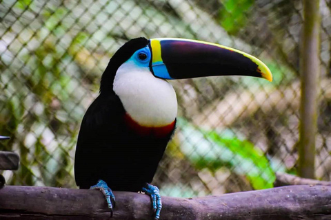 马尔多纳多港：塔里卡亚野生动物救援中心之旅