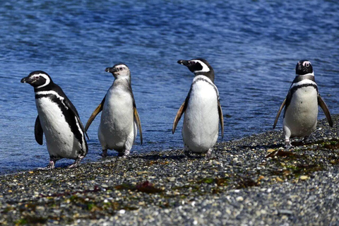 Ushuaia: Adventure and Fueguina Fauna with Animal Encounter of Your Choice Ushuaia: Adventure and Fueguina Fauna with Animal Encounter - Huskie Walk-