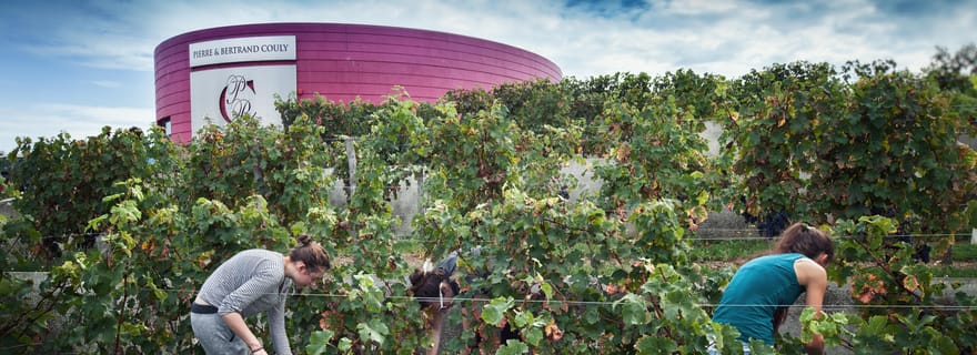 Expérience de vin et de fromage