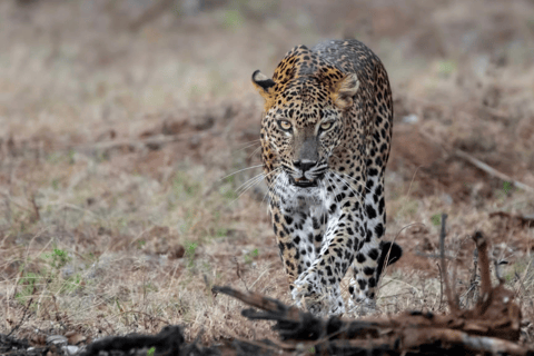 Anuradhapura: Wilpattu Safari, Kalu Diya Pokuna & Mihintale Stranded Budget Package