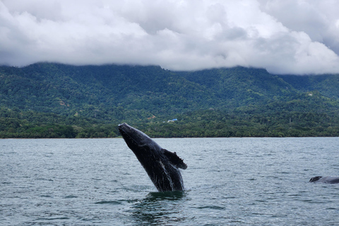 Uvita: Whale Watching Tour in Marino Ballena National Park