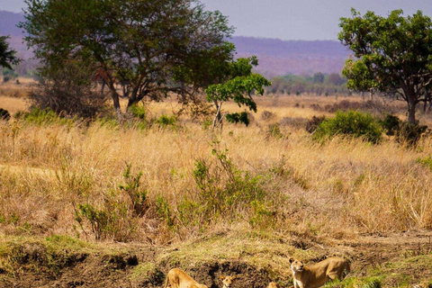 From Zanzibar: Mikumi Safari Day Trip with Flights and Lunch Mikumi Shared Safari without hotel transfer
