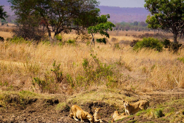 From Zanzibar: Mikumi Safari Day Trip with Flights and Lunch Mikumi Shared Safari without hotel transfer