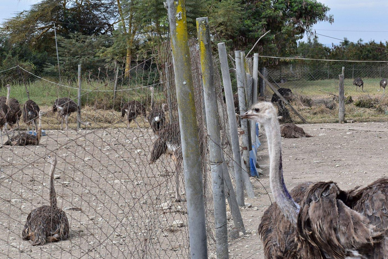 Nairobi: Maasai Ostrich Farm Tour with Lunch & Pickup