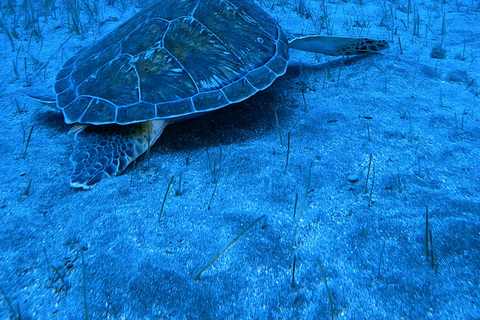 Tenerife: Scuba Diving Experience for Every Level