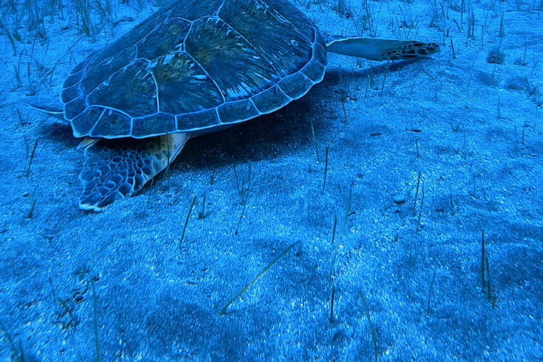 Tenerife: Scuba Diving Experience for Every Level