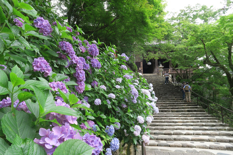 Excursão de um dia a Nara saindo de Osaka