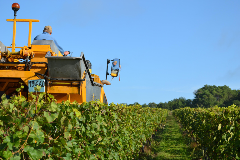 Visit a family-run winery and its troglodyte cellar in Bourgueil Visit the family winery and its troglodyte cellar