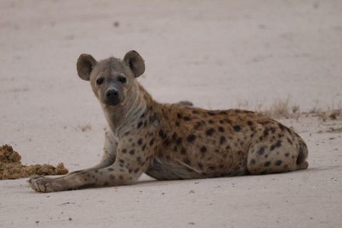 Nairobi: 4 Days epic trip to Amboseli, Tsavo West & East