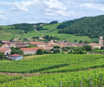 Wine tour in Pouilly Fuissé