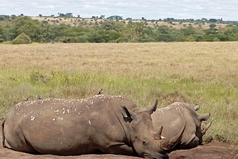 Nairobi National Park Half-Day Game Drive Nairobi National Park Half-Day Game Drive