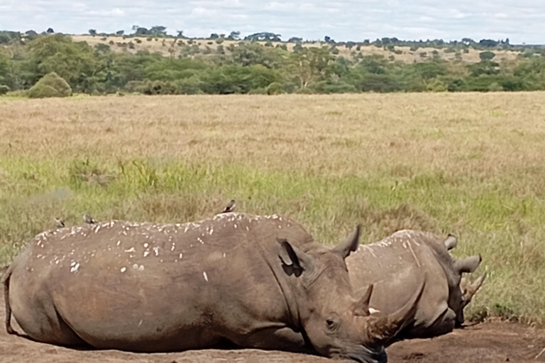 Nairobi National Park Half-Day Game Drive Nairobi National Park Half-Day Game Drive