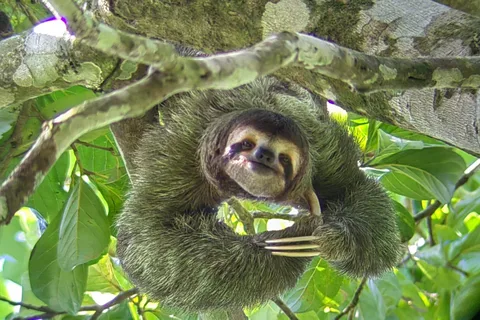Manuel Antonio Park: Guided Tour to see animals & beach time