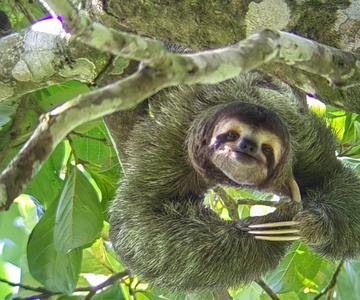 Parque Manuel Antonio: Tour guiado para ver animales y tiempo de playa