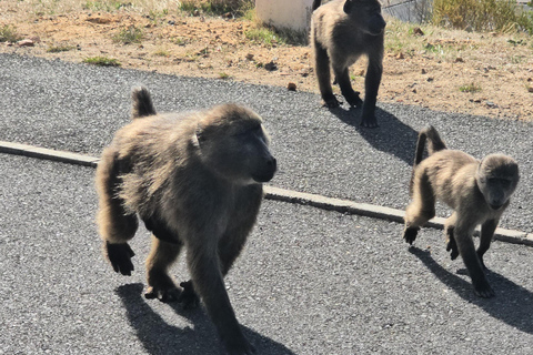 Cape Town: Cruise Passengers sunset Safari & Wine Tour