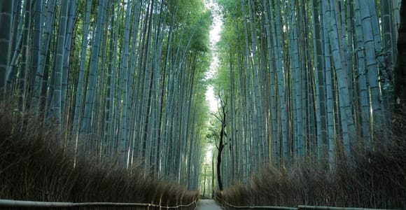 Kyoto: Arashiyama Bamboo Forest Hiking Tour
