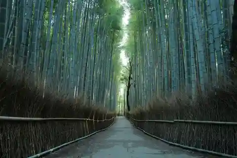 Kyoto: Fottur i bambusskogen i Arashiyama
