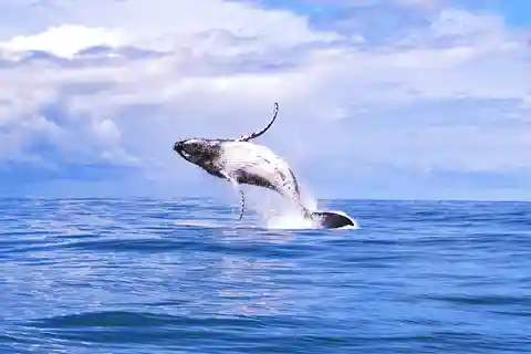 Marino Ballena nationalpark: Titta på valar och delfiner