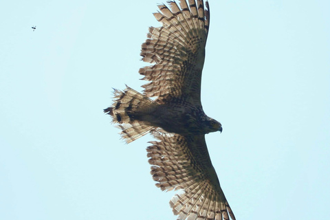 Colombo: Kithulgala Rainforest Birdwatching Tour & Lunch Colombo: Kithulgala Birdwatching Group Tour & Lunch