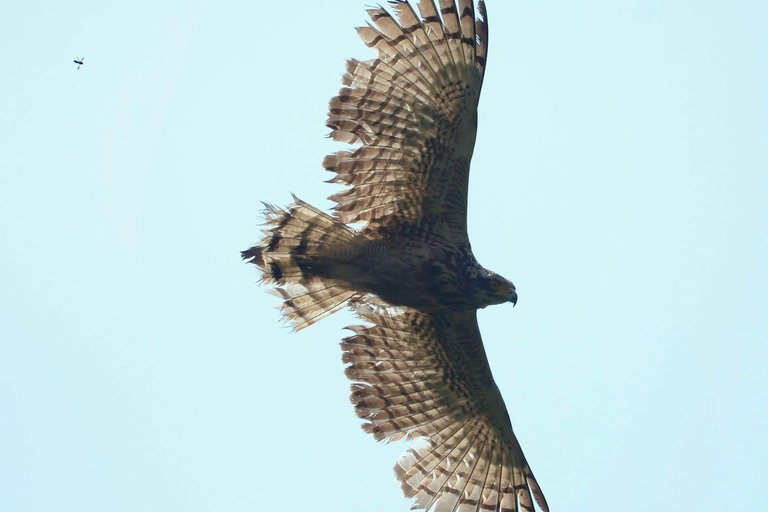 Colombo: Kithulgala Rainforest Birdwatching Tour & Lunch Colombo: Kithulgala Birdwatching Group Tour & Lunch