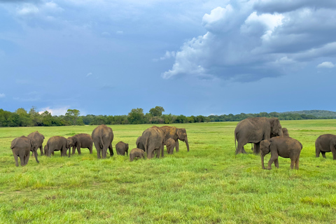 Pasikudah: Minneriya National Park Safari (half day tour)