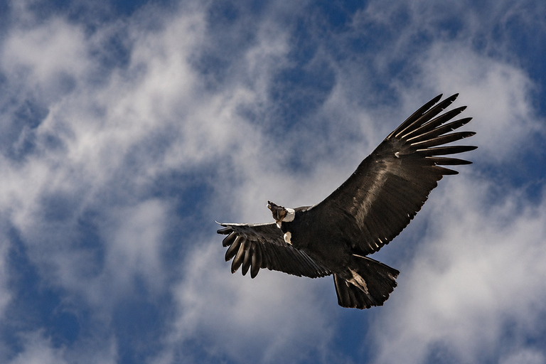 Arequipa to Puno: Colca Canyon & Chivay Community Homestay
