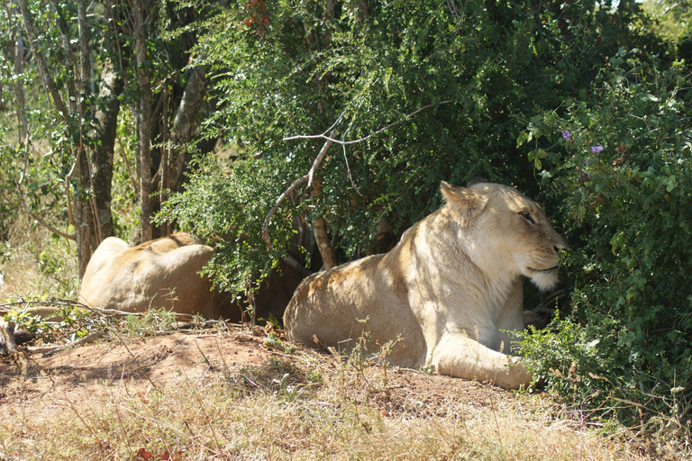 Addo Elephant National Park: Half-Day Safari with Guide